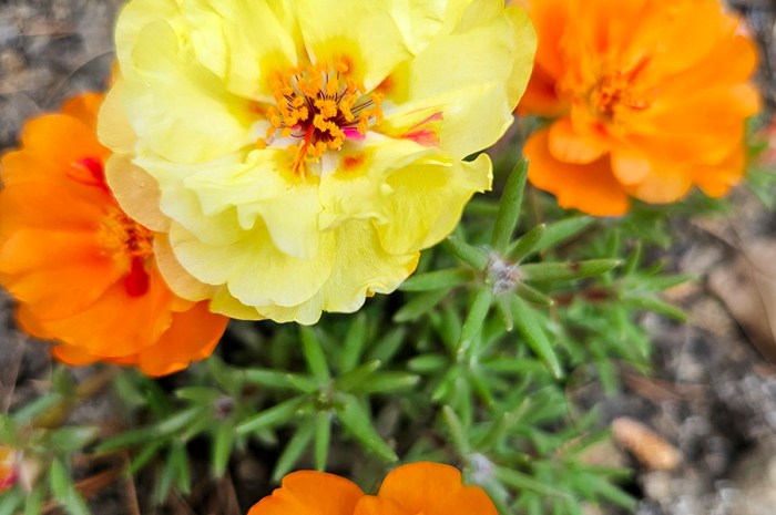 How To Grow Portulaca – A Drought-Tolerant Flowering Annual
