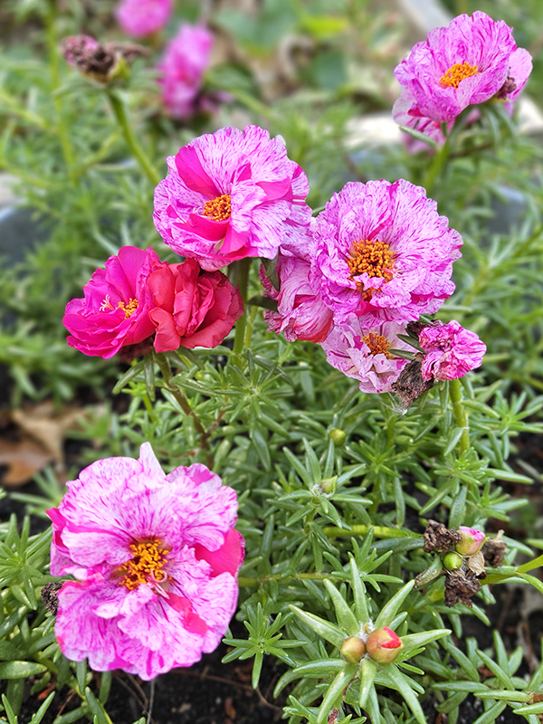 Pink variegated portulaca - how to grow moss rose