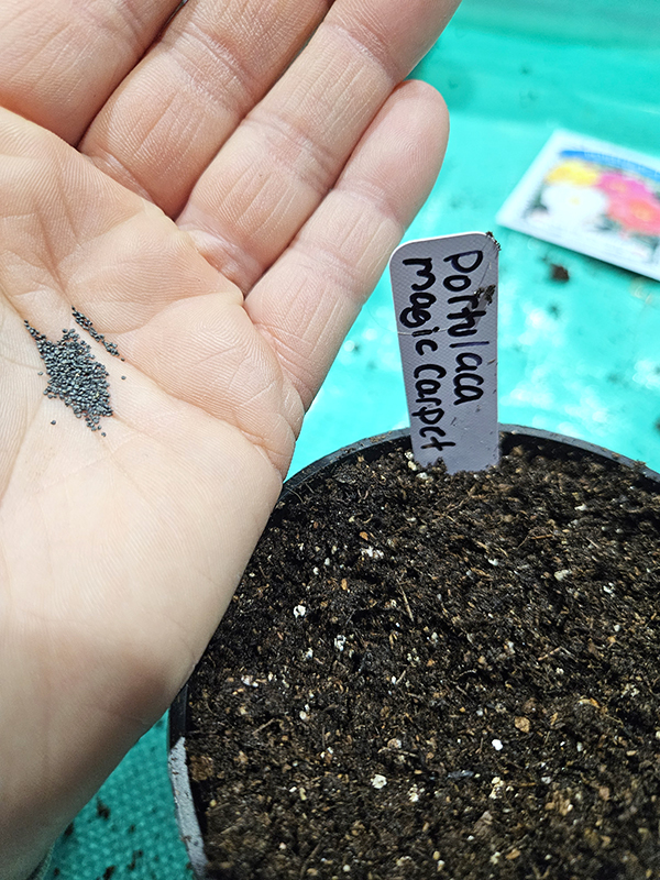 The seeds of portulaca
