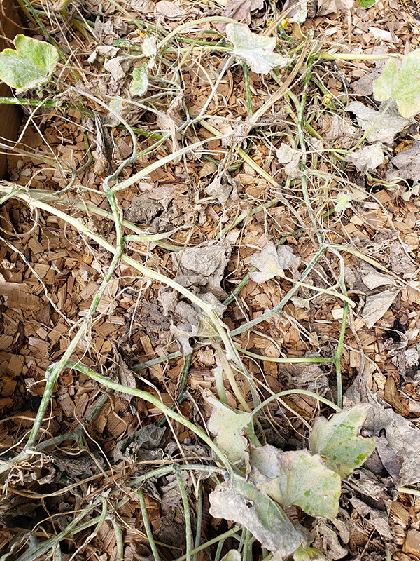 A dead plant from powdery mildew