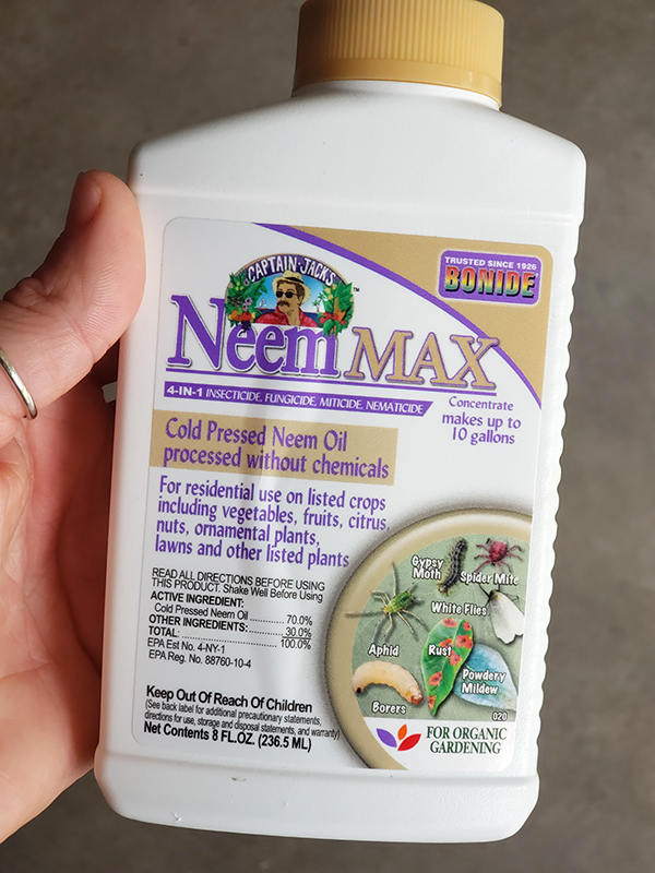 A bottle of neem oil - dealing with powdery mildew