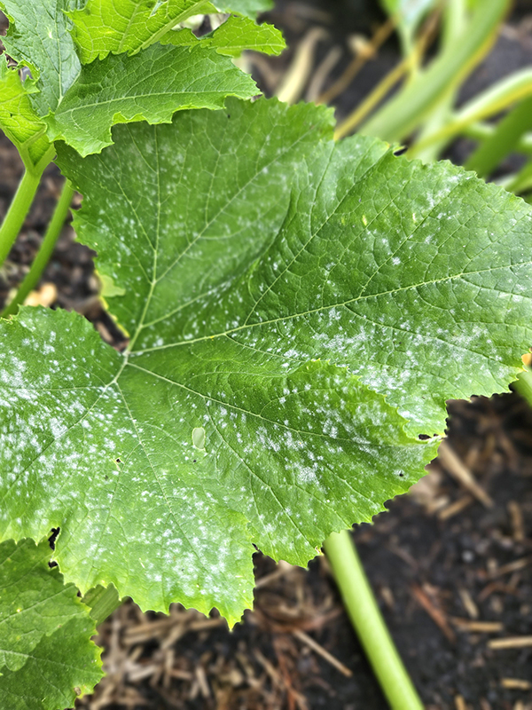 early fuzzy spots on a zucchini leaf