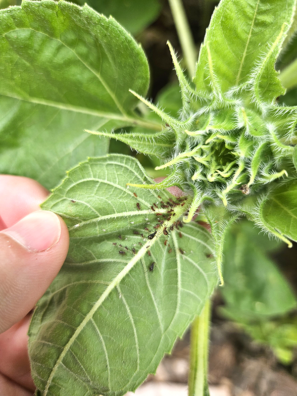 Brown aphids on a sunflower leaf