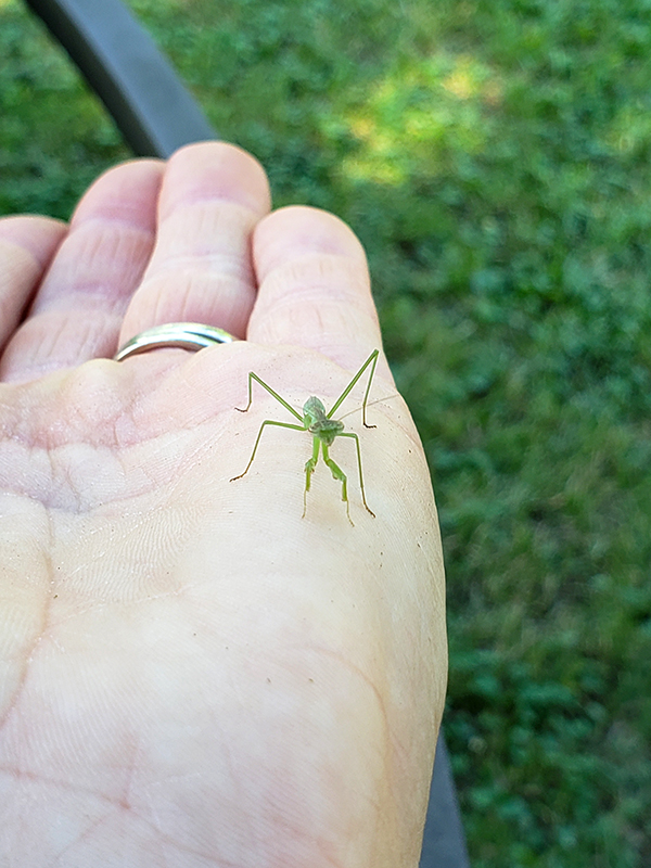Baby praying mantis - Praying Mantis & Gardening
