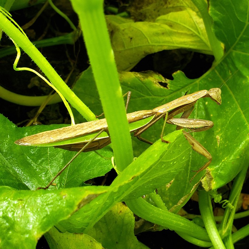 Praying Mantis & Gardening