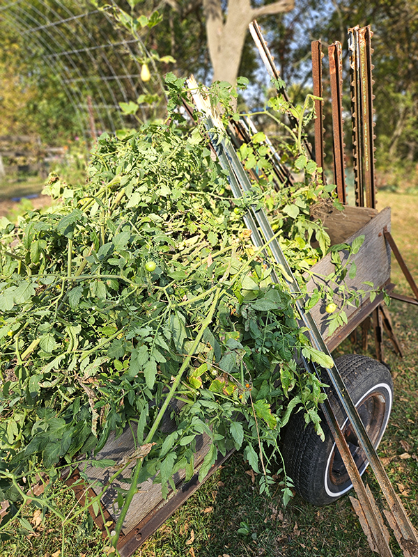 A small trailer loaded down with pulled vegetable plants