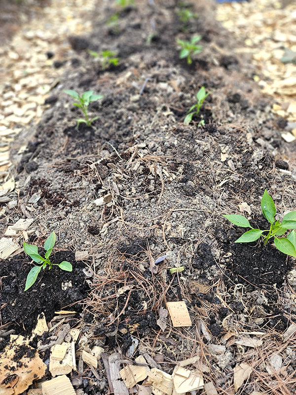 Newly planted pepper plants - Prepare Fall Garden Soil