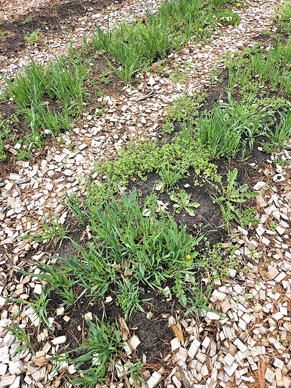 Weeds in growing rows