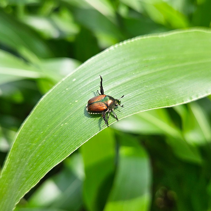 Get Rid Of Japanese Beetles - a beetle on corn