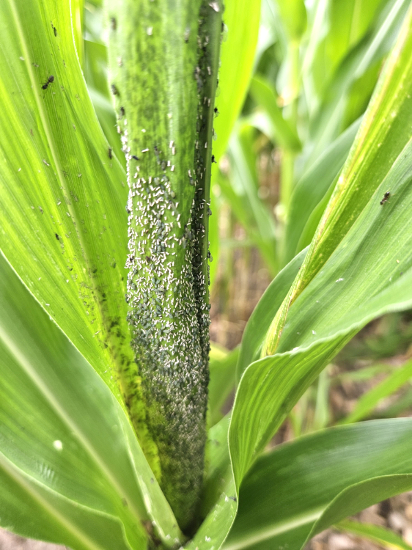 Aphids covering a sweet corn plant with a few ants