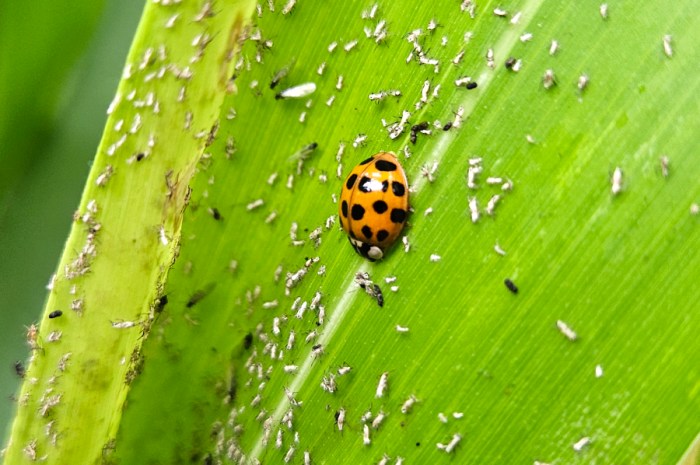 Prevent And Treat Aphids In Your Garden