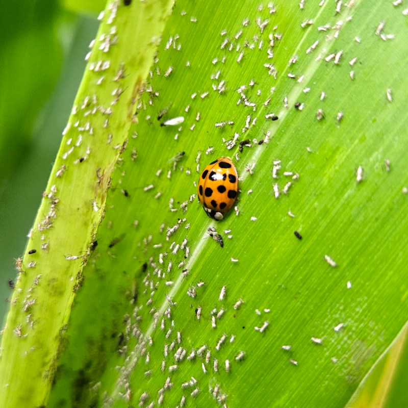 Prevent & Treat Aphids