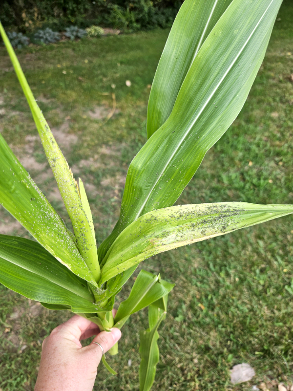 Sweet corn plant cut - Prevent & Treat Aphids