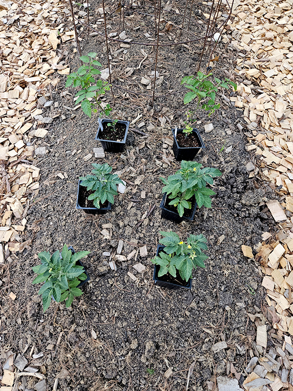 tomato transplants before planting
