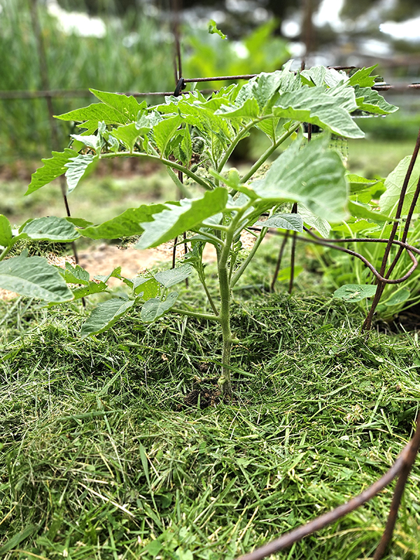 Grass clippings around a young tomato plant