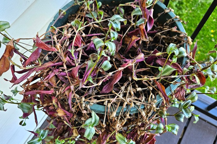 Repotting Tradescantia Zebrina – Start An Inch Plant From Cuttings