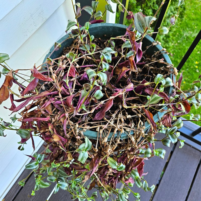 A tired and sad looking tradescantia zebrina needing repotted