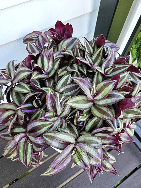 A healthy and thriving tradescantia zebrina thanks to repotting.