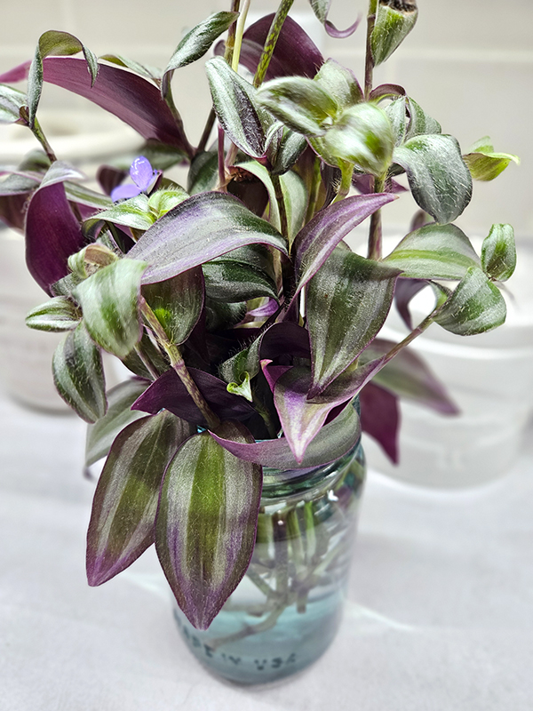A tiny bloom on propagated tradescantia zebrina cuttings
