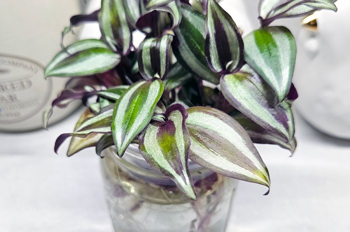 Propagating Tradescantia Zebrina Cuttings In Soil Or Water