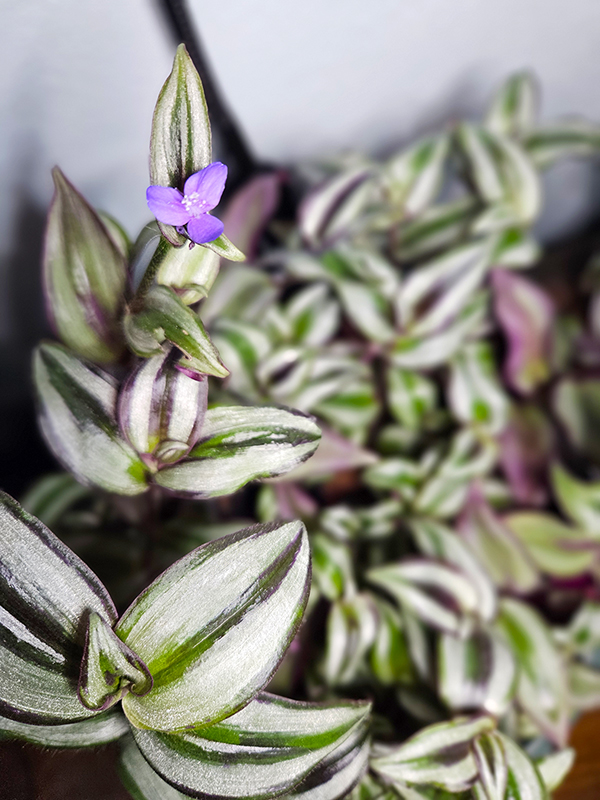 A purple bloom on a growing plant - Propagating Zebrina Soil Or Water