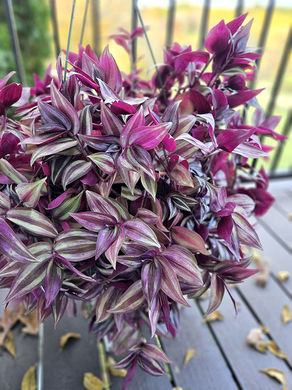 A zebrina growing outdoors and full of color