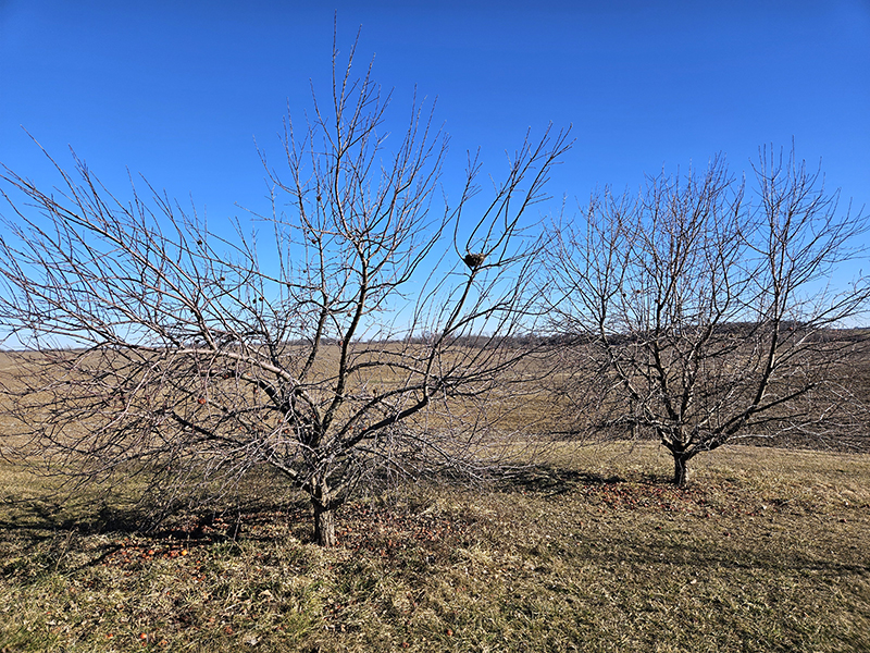 Two apple trees before pruning in the winter