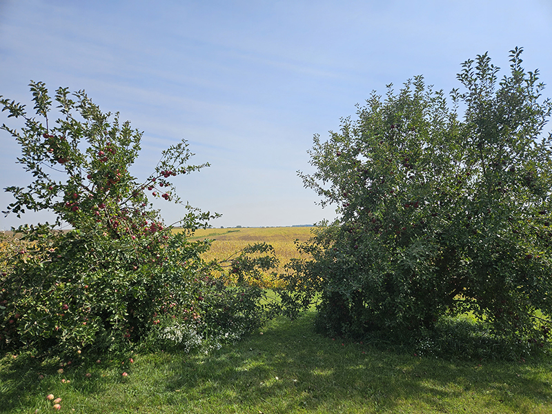 The trees with fall growth and apples