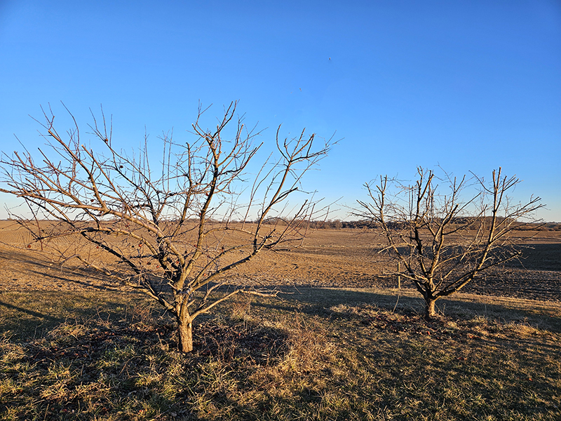 The same apple trees after pruning in the winter