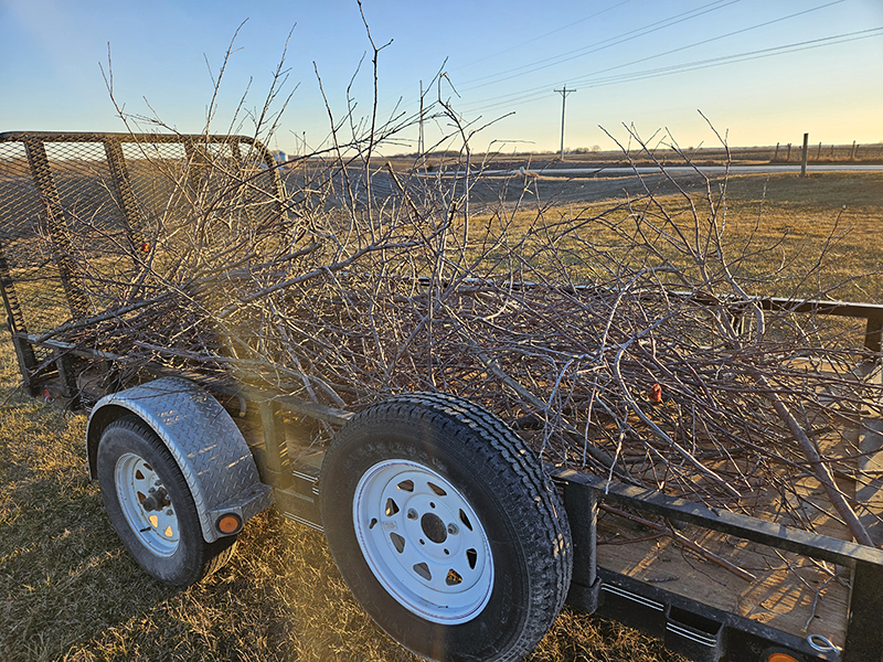 The pruned branches from the apple trees on a trailer
