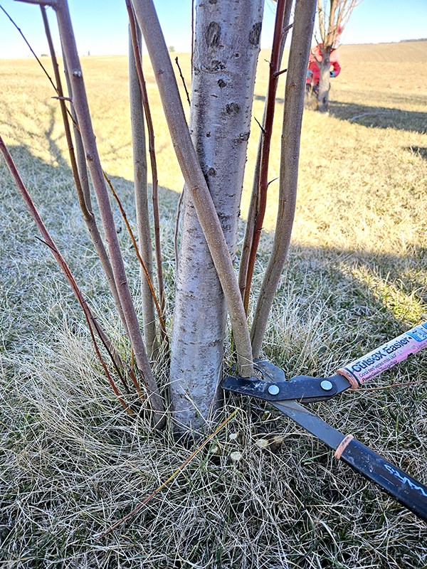 Suckers being pruned from under a cherry tree - pruning apple trees