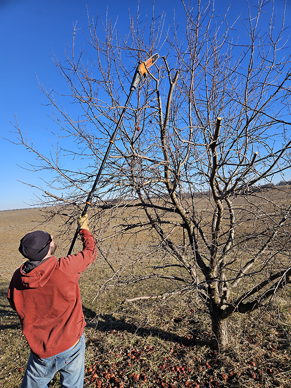 A man using a pole saw to prune an apple tree.