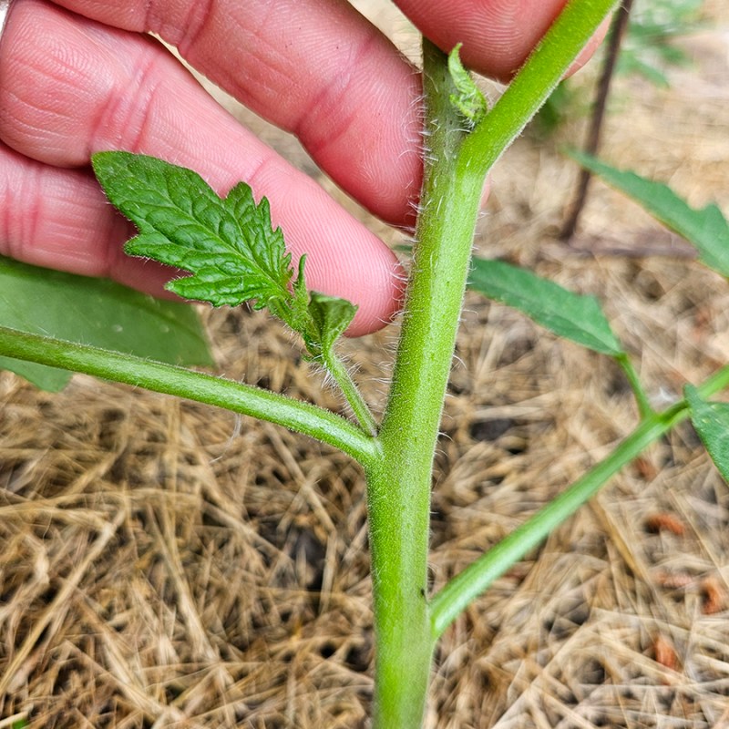 Tomato suckers - pruning tomatoes