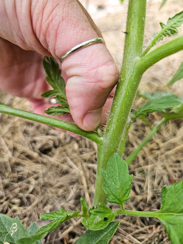 pruning a new tomato sucker