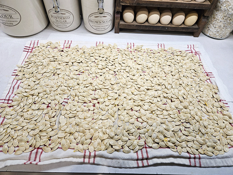 Seeds laying out on a kitchen towel to dry