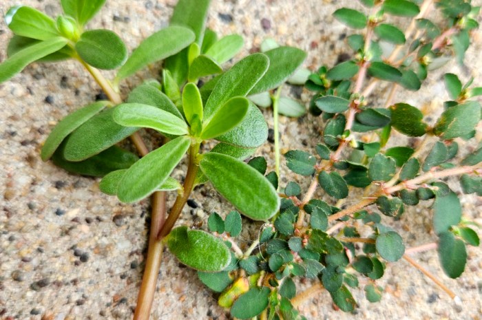 Purslane Or Spurge – Which Weed Is Toxic & Which Is A Superfood
