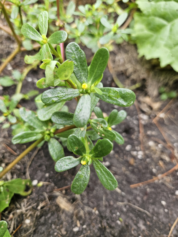 Yellow closed Purslane flowers