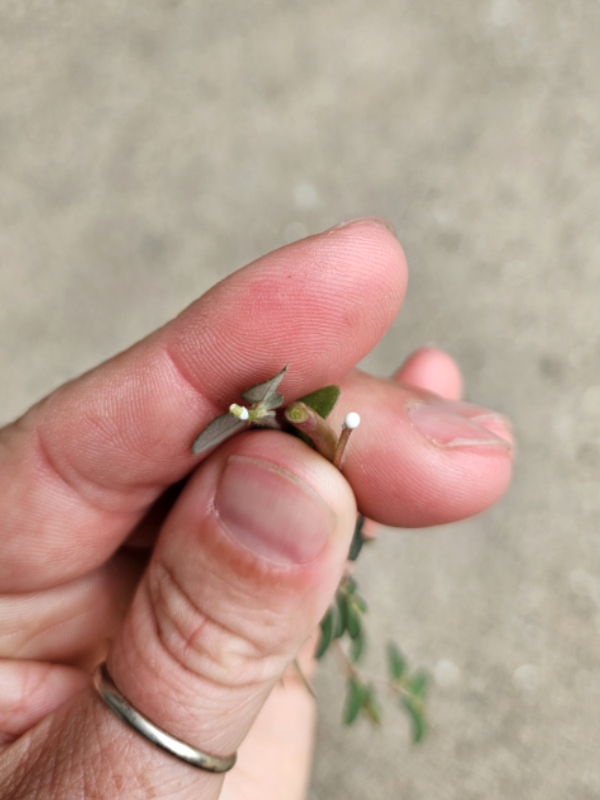 The sap from both Purslane or Spurge