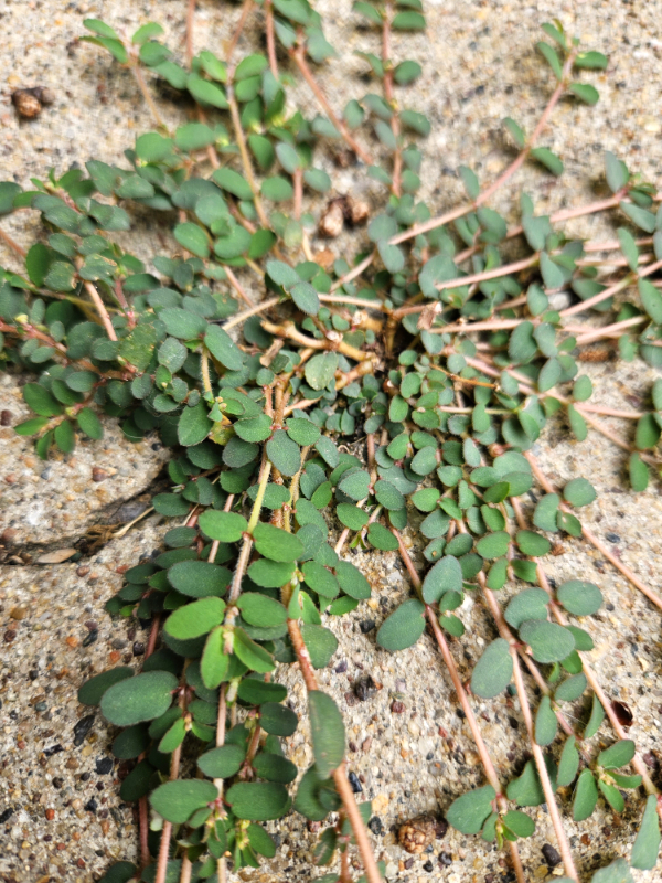 A closeup of Spurge Plant