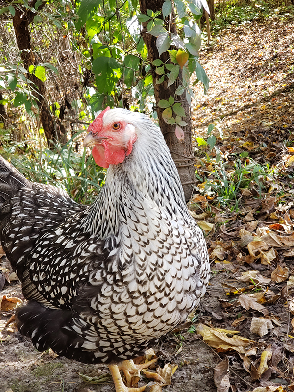 A chicken standing by a fence.