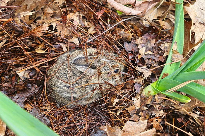 How To Deter Rabbits – Keeping Bunnies Out Of Your Garden