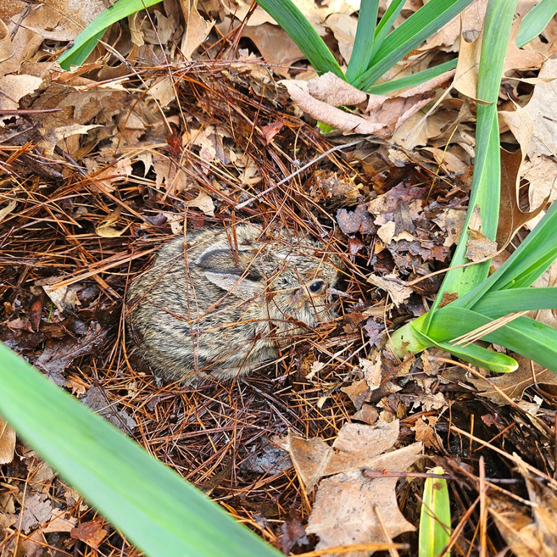 Baby bunny in a garlic patch