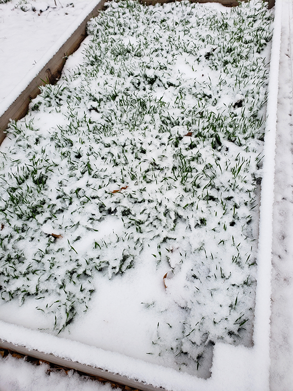A raised garden bed with cover crop covered in soil