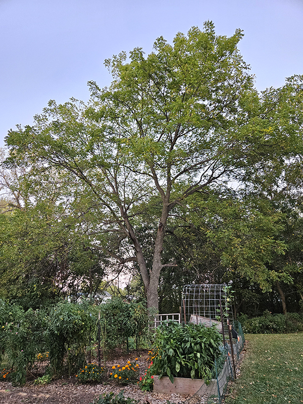 A black walnut tree next to a garden and raised garden beds