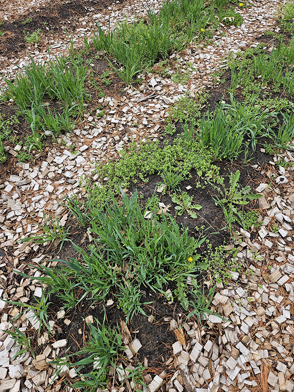 Weeds all over our in-ground garden