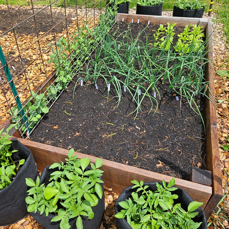 Raised Garden Bed