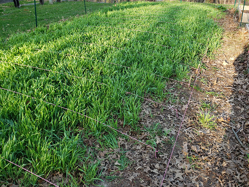 The garden before converting. It is full of growing cover crop with pink strings laying out a guideline of rows.