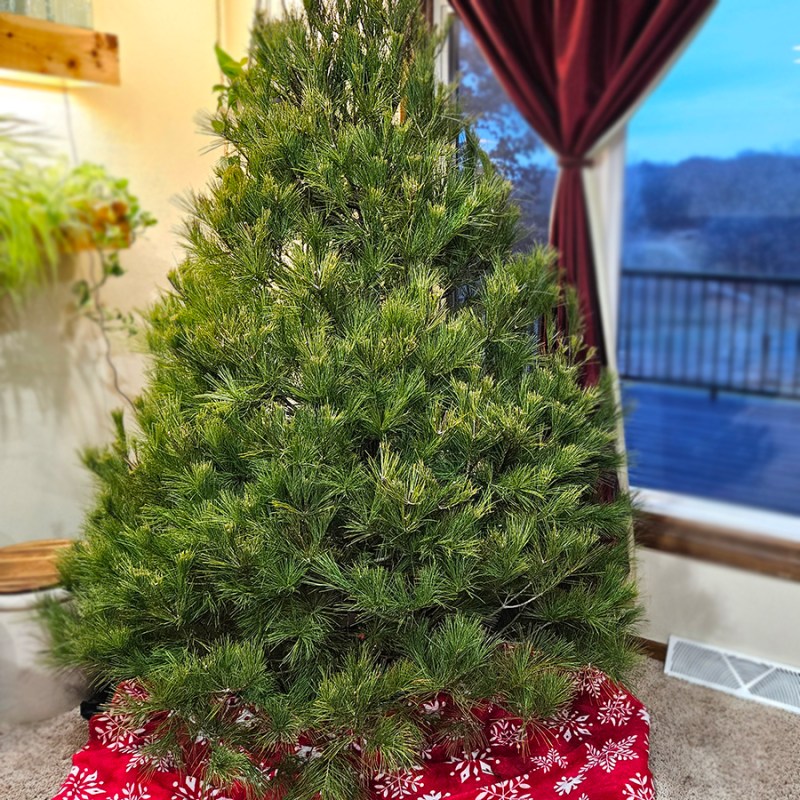 Reuse a Real Christmas Tree