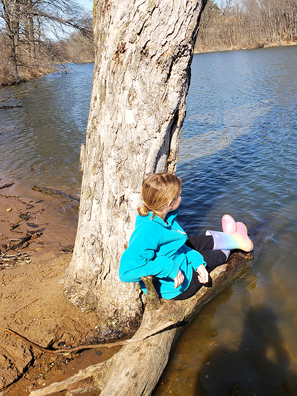 Where can you buy a live christmas tree