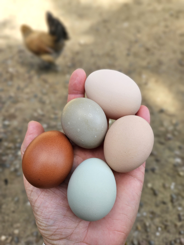 Me holding colorful eggs - Do Chickens need a rooster to lay eggs?